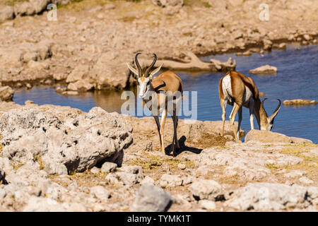 Springbok dans la savane africaine, la Namibie. Banque D'Images