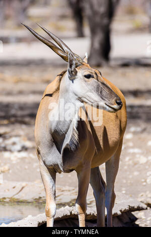 Le Kudu à un trou d'eau artificiel dans une forêt de Namibie, Namibie. Banque D'Images