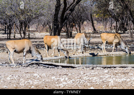 Le Kudu à un trou d'eau artificiel dans une forêt de Namibie, Namibie. Banque D'Images