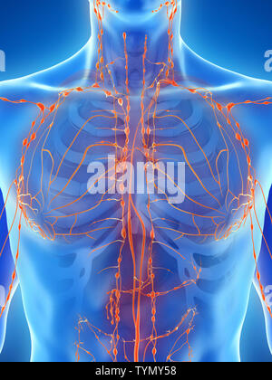 Rendu 3D précis médicalement illustration d'un système lymphatique mans Banque D'Images