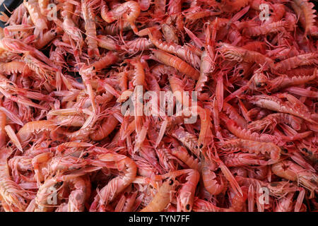 Gambas à la vente à un marché aux poissons en Croatie. Banque D'Images