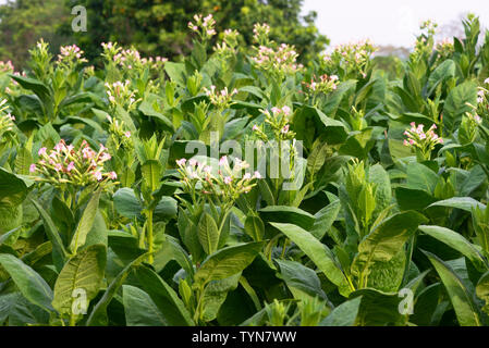 Domaine de la croissance des plants de tabac dans la campagne entourant le village rural de San Juan y Martinez, province de Pinar del Rio, Cuba Banque D'Images