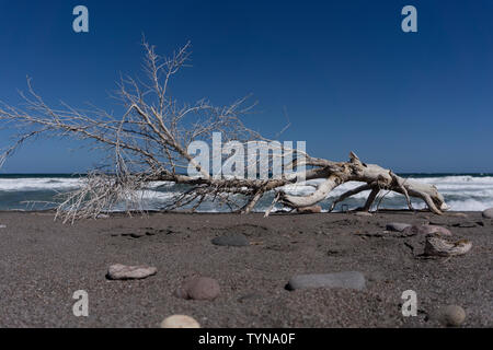 Branche d'un arbre blanchie sun s'allonge sur la plage au Mexique avec des vagues dans l'arrière-plan Banque D'Images