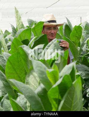 Agriculteur inspecte ses feuilles de tabac (Nicotiana tabacum) croissant sous couvert (Corojo)près du village de San Juan y Martinez,province de Pinar del Rio, Cuba Banque D'Images