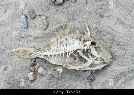 , Morte sur le rivage de poissons blanchie sun Banque D'Images