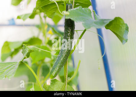 Des concombres cultivés en serre,organiques naturels Banque D'Images