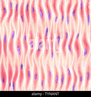 Myocytes, Groupe de cellules musculaires lisses Banque D'Images