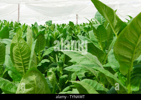 Sous couvert de plus en plus les feuilles de tabac (Corojo) sur l'exploitation agricole dans la campagne entourant le village de San Juan y Martinez, province de Pinar del Rio, Cuba Banque D'Images