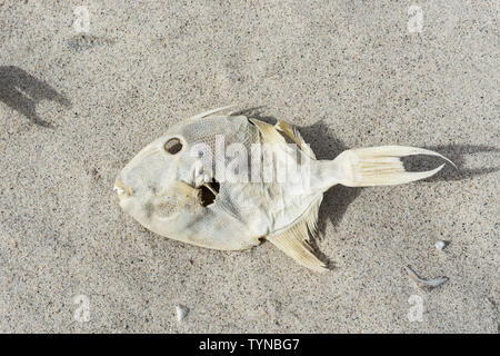 , Morte sur le rivage de poissons blanchie sun Banque D'Images