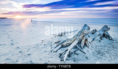 Driftwood sur une plage de la mer Baltique, Ustka, Pologne Banque D'Images