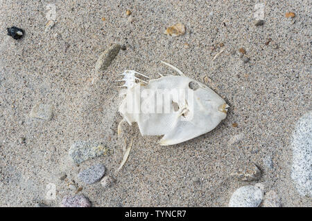 , Morte sur le rivage de poissons blanchie sun Banque D'Images