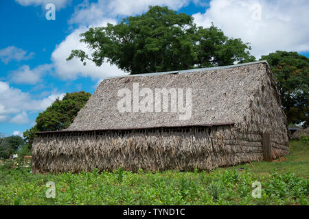 Séchage traditionnel du tabac dans la Vallée de Viñales, Pinar del Rio, Vinales, Cuba, Caraïbes Province Banque D'Images