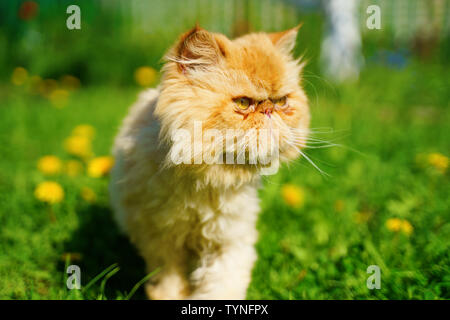 Chat persan rouge dans l'herbe verte. Banque D'Images