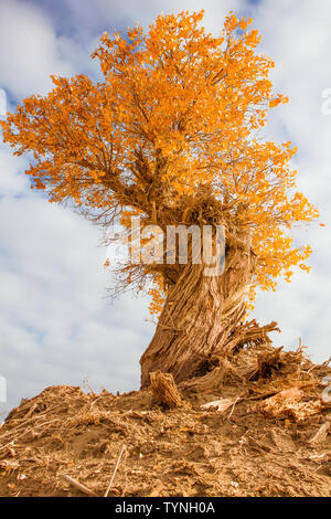 En automne, un peuplier d'or se tient sur le sol salin. Banque D'Images