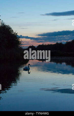 Cygne muet, Cygnus olor, natation sur encore de l'eau de la rivière ant, les Norfolk Broads, Royaume-Uni. coucher de soleil, crépuscule, arbres, Blue River scène. Banque D'Images