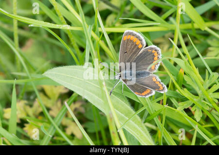 Aricia agestis, Argus brun, femme, Essex, UK, Mai Banque D'Images