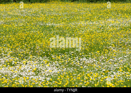 Bulbe d'Buttercup, Ranunculus bulbosus, et Daisy, Bellis perennis, Essex, UK, Mai Banque D'Images