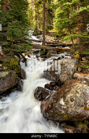 La lumière du soleil chauffe la forêt at Calypso Cascades dans le bassin sauvage au printemps, Rocky Mountain National Park, Colorado Banque D'Images