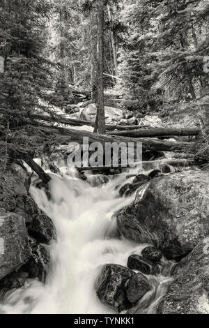 La lumière du soleil chauffe la forêt at Calypso Cascades dans le bassin sauvage au printemps, Rocky Mountain National Park, Colorado. Banque D'Images