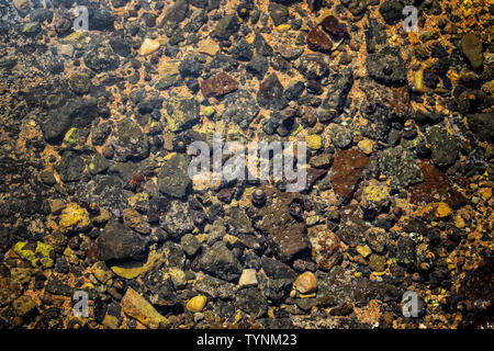 Les coquillages et beaucoup de petites pierres volcaniques noires dans l'eau d'océan comme un arrière-plan. Il est naturel et la texture des roches de l'océan. Banque D'Images