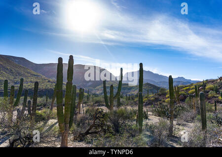 Cactus en Basse Californie, Mexique Banque D'Images