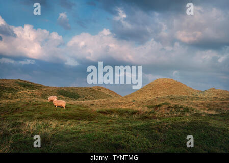 Paysage de campagne avec des moutons paissant sur les dunes couvertes de hautes herbes et de mousse verte, lors d'une journée ensoleillée, sur l'île de Sylt, Allemagne. Banque D'Images