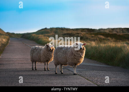 Deux curieux moutons regardant la caméra au milieu d'une rue vide, sur l'île de Sylt, en Allemagne, dans la lumière du matin d'or. Banque D'Images