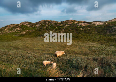 Paysage rural avec un mouton et deux agneaux pâturage sur les dunes de sable et de mousse, sur l'île de Sylt, Allemagne, dans le lever du soleil la lumière. Banque D'Images