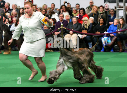 Un gestionnaire est exécuté avec son lévrier afghan au cours de jugement à la 138e assemblée annuelle Westminster Kennel Club dog show tenu à Piers 92/94 le 10 février 2014 à New York. Près de 200 races de chiens sont jugés au cours de l'événement de deux jours qui mène aux meilleurs de montrer la concurrence. UPI /Monika Graff Banque D'Images