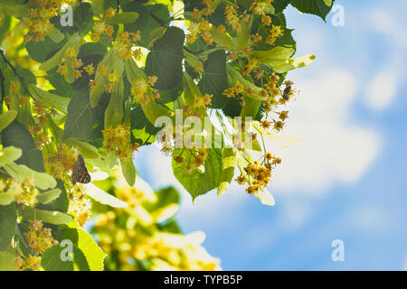 Arbre en fleurs fleurs de bois de tilleul, utilisée pour la préparation du thé, de guérison, de fond naturel du printemps. Banque D'Images