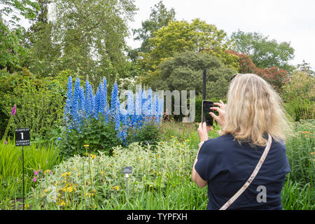 Femme de prendre une photo de delphiniums bleus colorés (Delphinium 'pandora') sur un téléphone mobile à l'école Sir Harold Hillier Gardens Hampshire UK en Juin Banque D'Images
