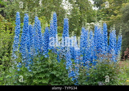 Delphiniums (Delphinium 'Pandora', perennaux bleus fleuris en juin ou été aux jardins Sir Harold Hillier dans le Hampshire, au Royaume-Uni Banque D'Images