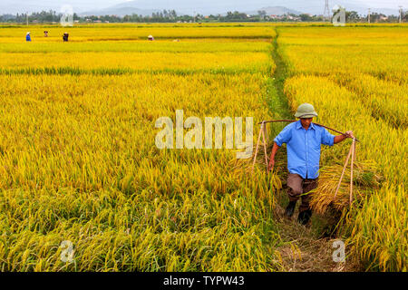 Des gens qui travaillent sur les champs de riz dans les plaines entre Hanoi et la côte. Le Vietnam. exercent sur l'homme venu du riz. Banque D'Images