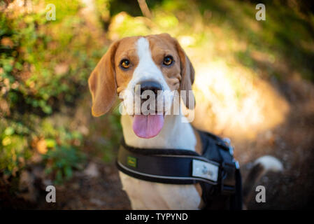 Chien Beagle dans la forêt du parc. À la séance à huis clos avec la langue. Journée ensoleillée Banque D'Images