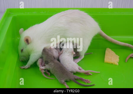 Un rat se nourrit ses jeunes. Les souris peu sucer le lait de maman. Famille de rongeurs décoratif close-up. Banque D'Images