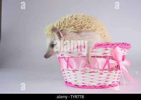 Hérisson blanc assis dans un panier de roses. Banque D'Images