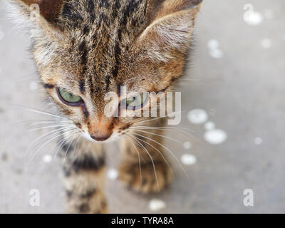 Stray Cat tête avec de beaux yeux Banque D'Images