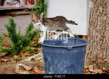 Chaton errant en équilibre sur un seau Banque D'Images