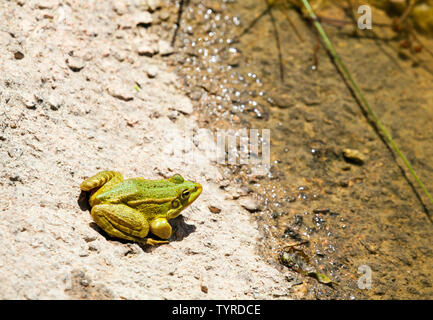 La rainette verte Hyla arborea (anciennement Rana arborea) dans l'est Village Espagnol de Saldon dans la province de Teruel, Aragon, Espagne. Banque D'Images