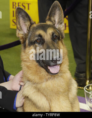 Berger Allemand rumeur se trouve dans le cercle des gagnants après avoir remporté le Best in Show à la 141e assemblée annuelle Westminster Kennel Club Dog Show au Madison Square Garden de New York le 14 février 2017. Trois races dont l'American Terrier sans poils, les Pumi et le Sloughi feront leurs débuts cette année. Le premier spectacle de Westminster a eu lieu le 8 mai 1877, ce qui en fait la deuxième plus longue tenue en permanence l'événement sportif en United States derrière seulement le Derby du Kentucky, qui a lieu pour la première fois en 1875. Photo de John Angelillo/UPI Banque D'Images
