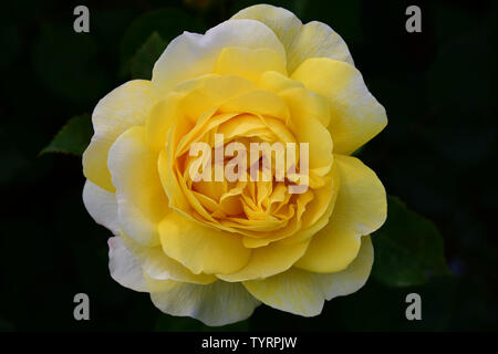 Close up image en couleur d'une rose jaune avec le nom : Les poètes épouse Banque D'Images