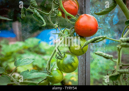 Mûr et tomates biologiques non mûres qui poussent sur la vigne Banque D'Images