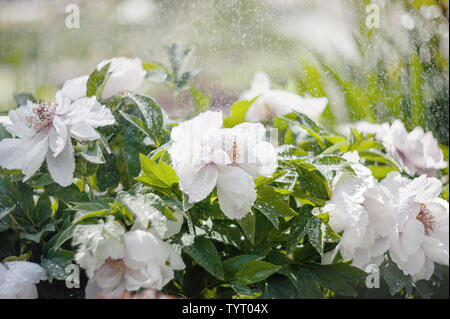 Buisson rose délicate pivoine arbustive avec reservoir de close-up sous la pluie. La plantation du jardin. La conception de paysage. Banque D'Images