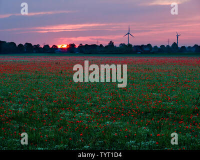 Coquelicots rouges brillants dans le soleil du soir en Allemagne Banque D'Images