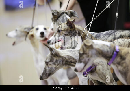 Whippets arrivent sur scène quand la race célèbre les 125 ans de leur première compétition à la Westminster Dog Show au Madison Square Garden de New York le 26 septembre 2017. Whippets ont été introduites pour la première fois à la Westminster Kennel Club Dog Show en 1893 en tant que membre de la groupe de sportifs. Le premier spectacle de Westminster a eu lieu le 8 mai 1877, ce qui en fait la deuxième plus longue tenue en permanence l'événement sportif en United States derrière seulement le Derby du Kentucky, qui a lieu pour la première fois en 1875. Photo de John Angelillo/UPI Banque D'Images