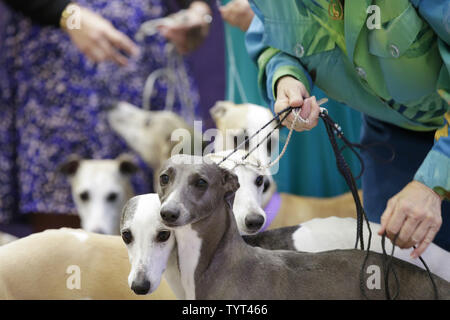 Whippets arrivent sur scène quand la race célèbre les 125 ans de leur première compétition à la Westminster Dog Show au Madison Square Garden de New York le 26 septembre 2017. Whippets ont été introduites pour la première fois à la Westminster Kennel Club Dog Show en 1893 en tant que membre de la groupe de sportifs. Le premier spectacle de Westminster a eu lieu le 8 mai 1877, ce qui en fait la deuxième plus longue tenue en permanence l'événement sportif en United States derrière seulement le Derby du Kentucky, qui a lieu pour la première fois en 1875. Photo de John Angelillo/UPI Banque D'Images