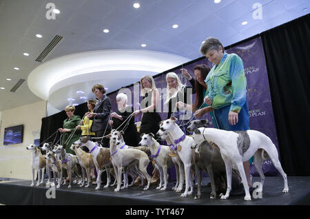 Whippets et de leurs maîtres et propriétaires arrivent sur scène quand la race célèbre les 125 ans de leur première compétition à la Westminster Dog Show au Madison Square Garden de New York le 26 septembre 2017. Whippets ont été introduites pour la première fois à la Westminster Kennel Club Dog Show en 1893 en tant que membre de la groupe de sportifs. Le premier spectacle de Westminster a eu lieu le 8 mai 1877, ce qui en fait la deuxième plus longue tenue en permanence l'événement sportif en United States derrière seulement le Derby du Kentucky, qui a lieu pour la première fois en 1875. Photo de John Angelillo/UPI Banque D'Images