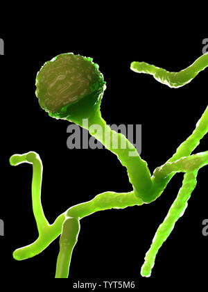 Rendu 3d illustration de la moule - mucor Banque D'Images