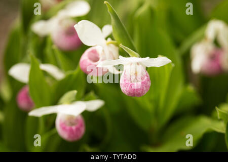 Cypripedium reginae, ou cypripède royal, rose-et-blanc, ou reine-de-passereau, un rare North American Lady's-slipper orchid. Banque D'Images