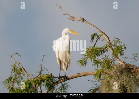 Grande aigrette perchée sur une branche Banque D'Images